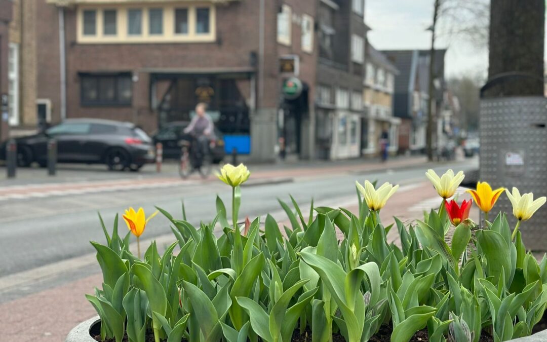 Tulpen op de Havenstraat